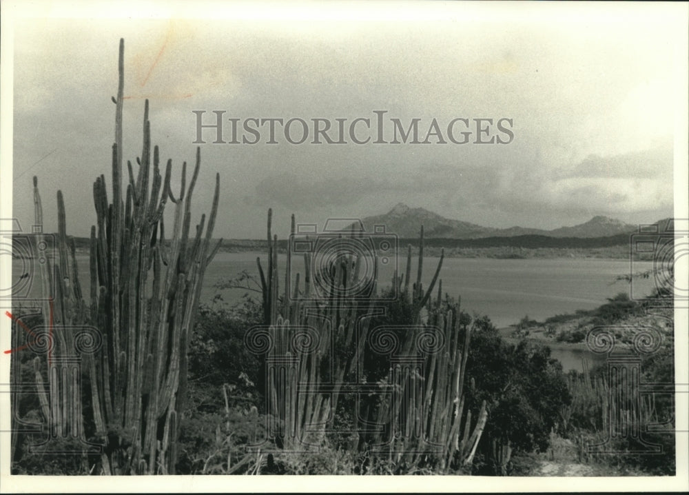 1992 Press Photo Cacti growing on Bonaire in the Netherlands Antilles - Historic Images