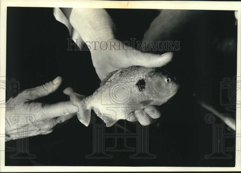 1992 A piranha in south America caught by fisherman in Venezuela-Historic Images