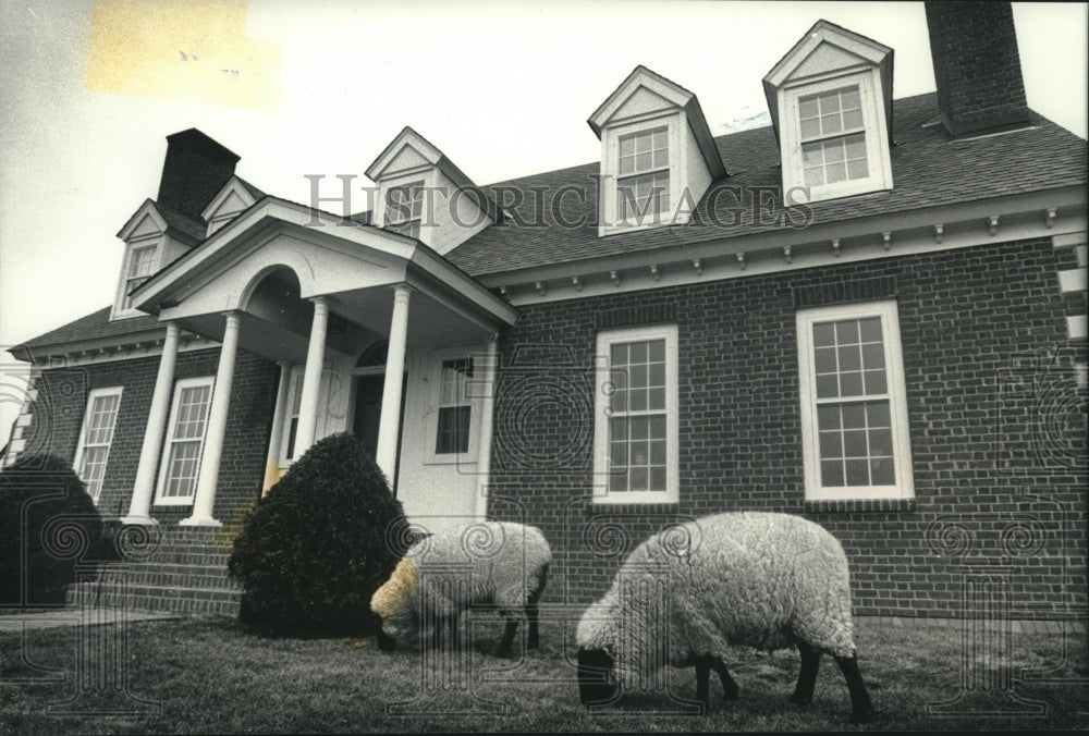 1990 Press Photo Two Suffolk sheep graze at Gore Estate in Two Oaks, Wisconsin - Historic Images