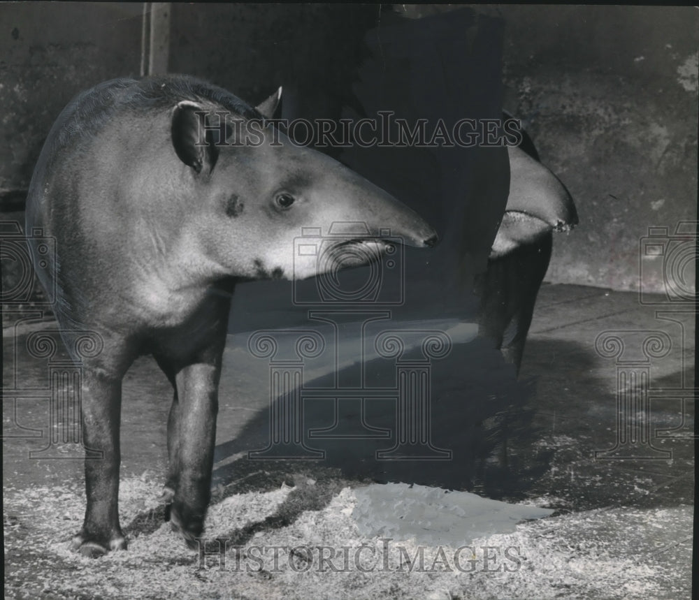 1956 Press Photo South American Tapirs donated to new Milwaukee County Zoo-Historic Images