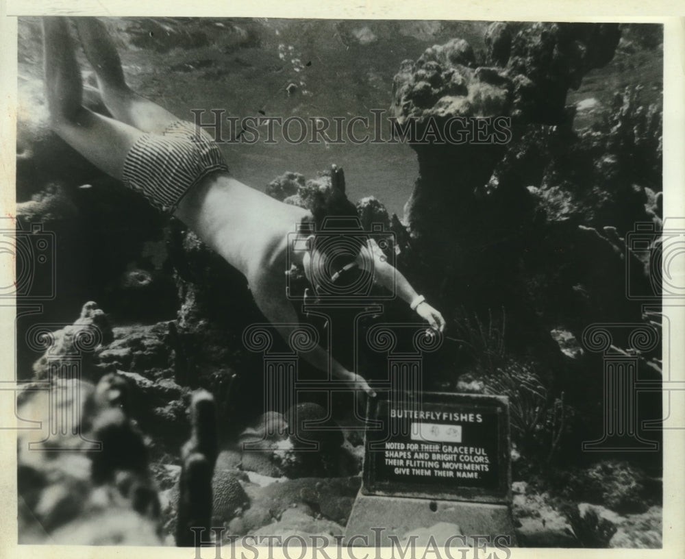 1978, Diver snorkeling off of St John, Virgin Islands - mjc09155 - Historic Images