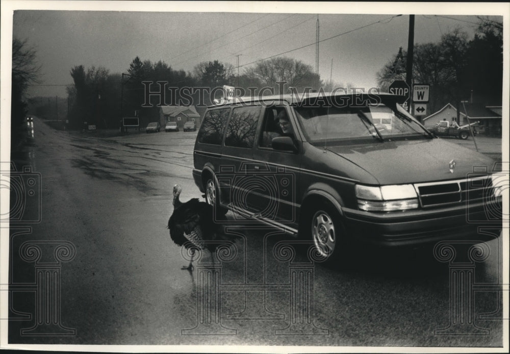 1992 Press Photo Turkey Crossing a Road in Waushara County, Wisconsin - Historic Images