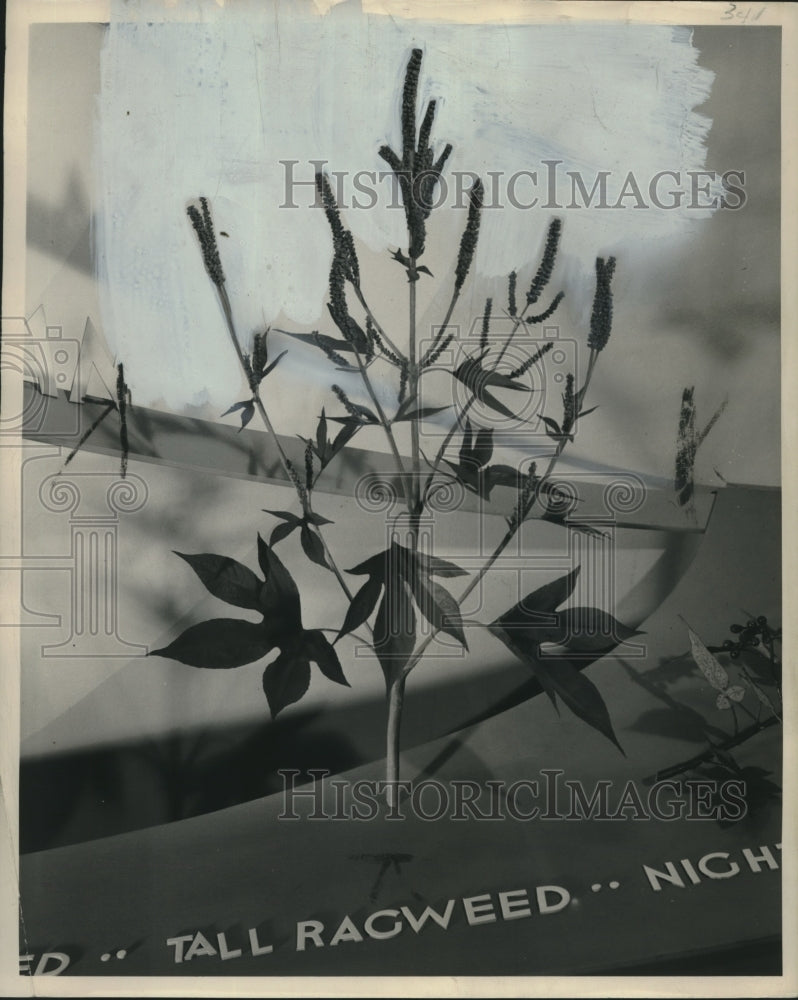 1947 Press Photo Tall Ragweed - mjc09267 - Historic Images