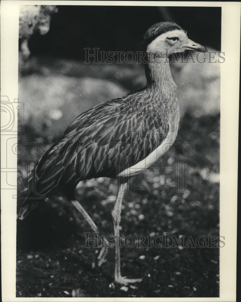 1970, Stone Plover at the Central Park Zoo in New York - mjc09434 - Historic Images