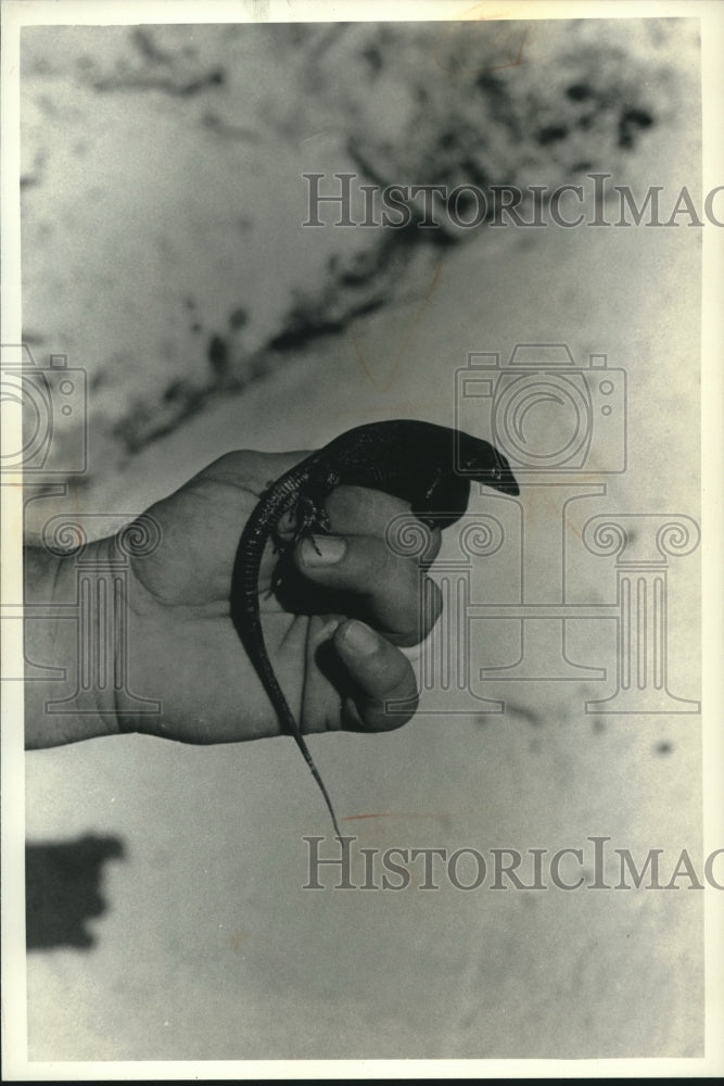 1992 Small lizard found on island off coast of Venezuela - Historic Images