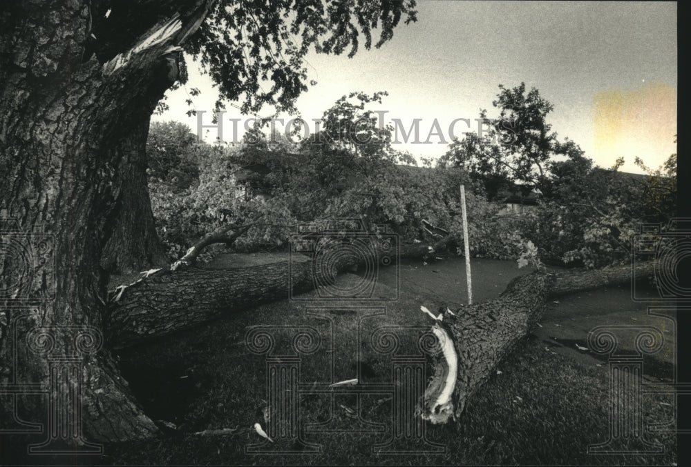 1991, Downed trees from storm in Germantown, Wisconsin - mjc09958 - Historic Images