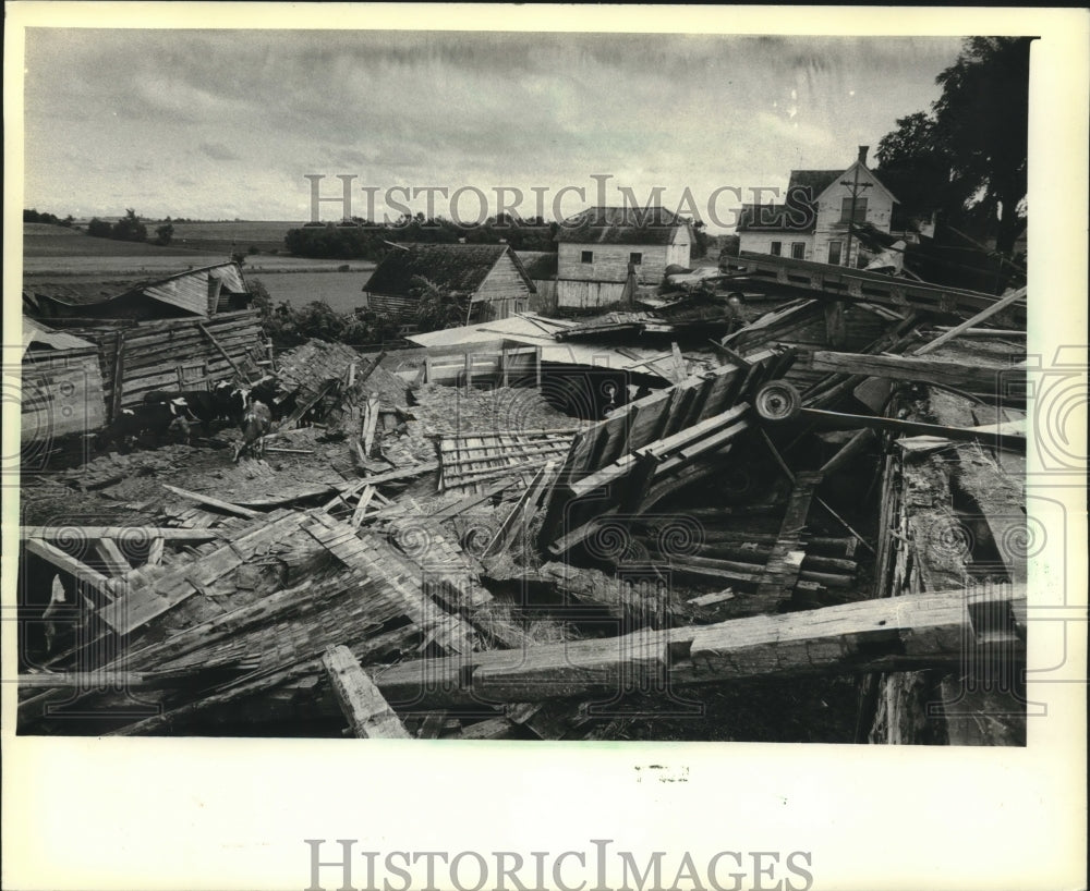 1981 Press Photo Cows on Leonard Wollin's Wisconsin farm stand near barn rubble - Historic Images