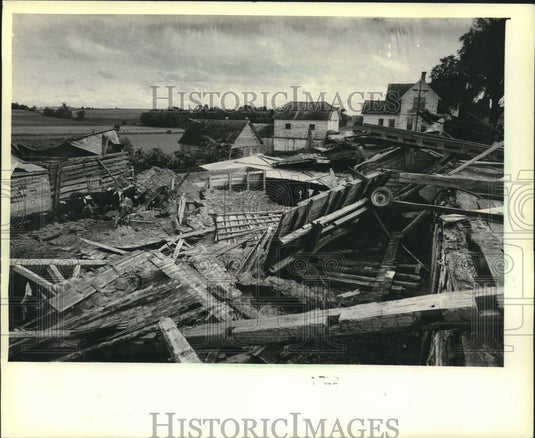 1981 Press Photo Cows on Leonard Wollin's Wisconsin farm stand near barn rubble - Historic Images