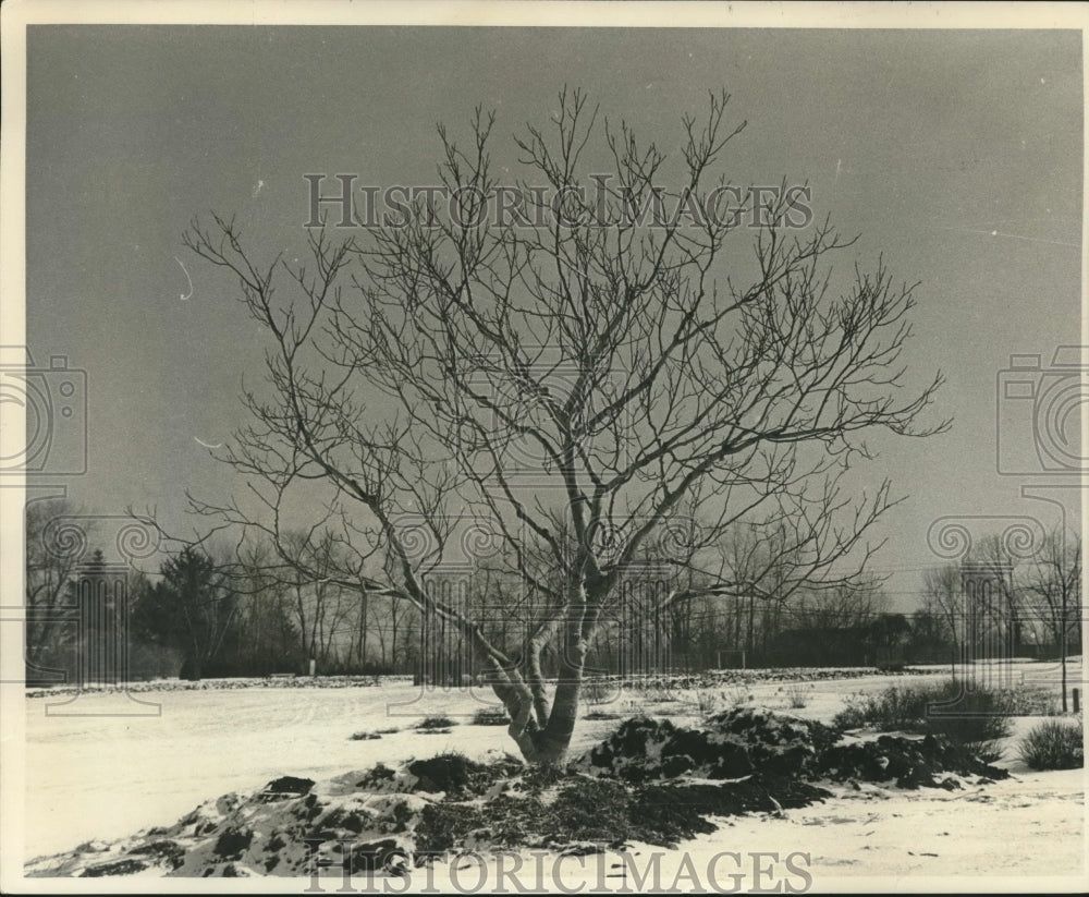 1972 Press Photo Carpathian Walnut in Whitnall Park - mjc10249 - Historic Images