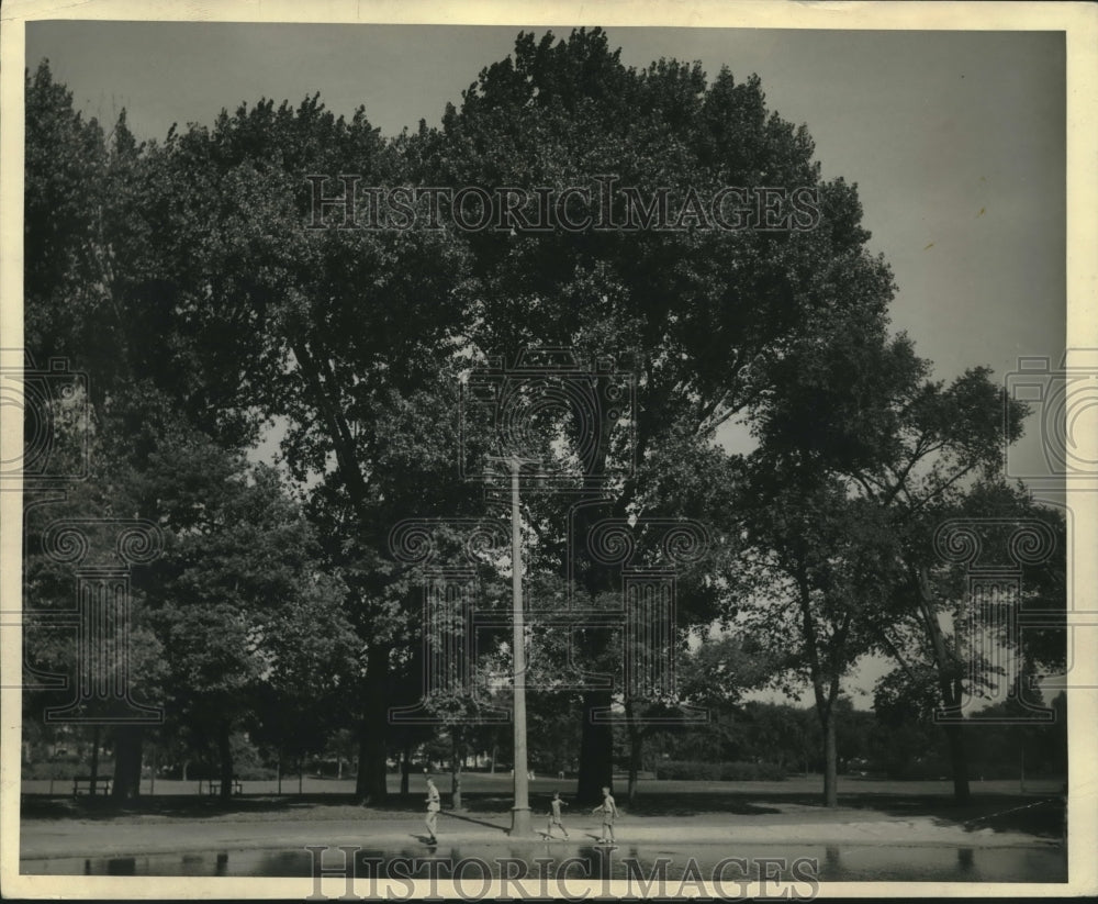 1943, Cottonwood trees in Washington Park - mjc10270 - Historic Images