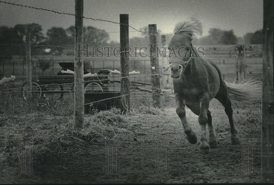 1985 Press Photo Dream Street Dude, a miniature horse on farm in Green County - Historic Images