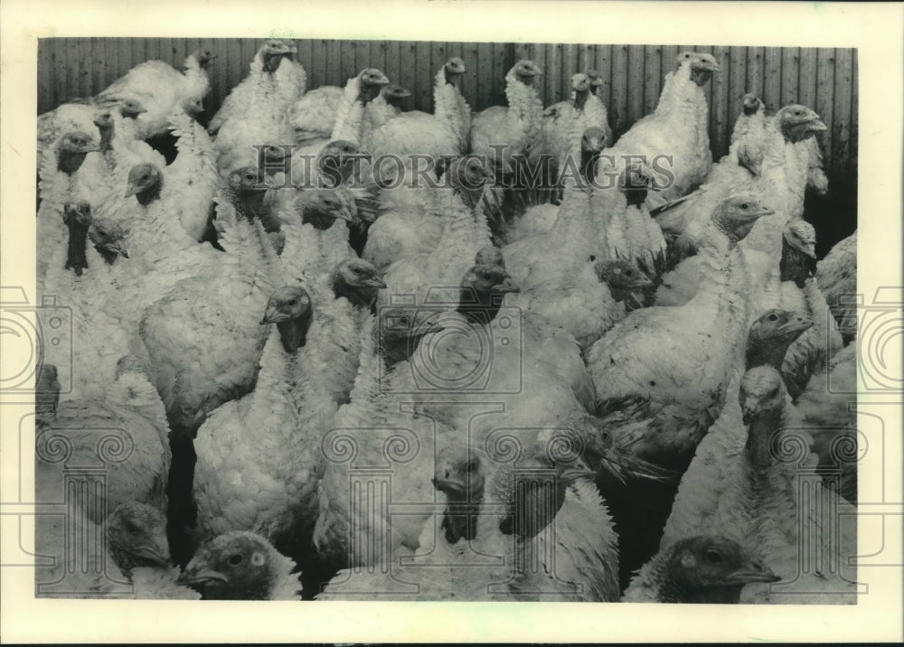 1983, Group of adult turkeys - mjc10322 - Historic Images