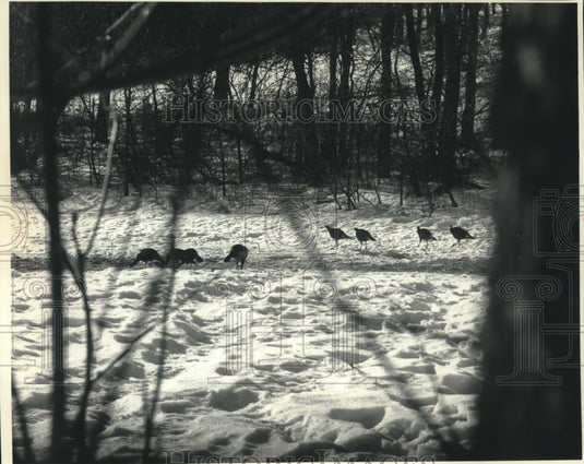 1991 Press Photo WIld turkeys approach trappers bait in Grant County - mjc10338 - Historic Images