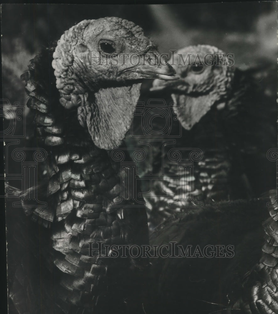 1958, Turkeys, Wisconsin - mjc10438 - Historic Images