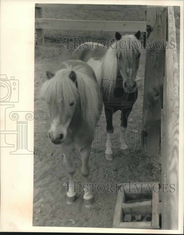 1992 Miniature horses at MH Ranch near Westfield. - Historic Images