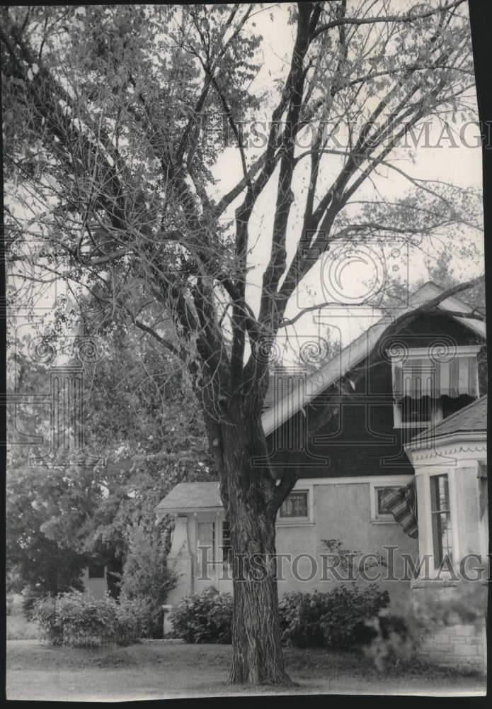 1956 Press Photo The city&#39;s first known Dutch elm disease victim , Milwaukee - Historic Images