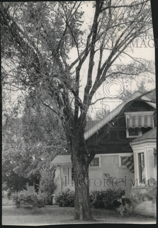 1956 Press Photo The city's first known Dutch elm disease victim , Milwaukee - Historic Images