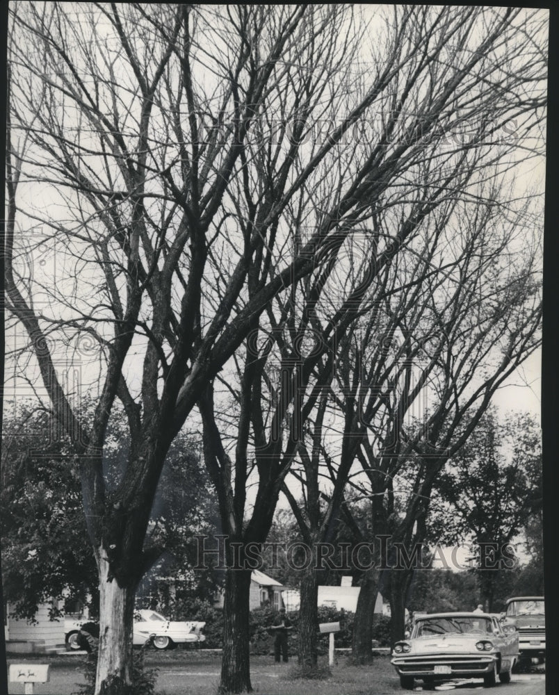 1968 Press Photo Trees in Wisconsin&#39;s Loves Park are dying of Dutch elm disease-Historic Images