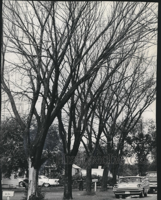 1968 Press Photo Trees in Wisconsin's Loves Park are dying of Dutch elm disease-Historic Images