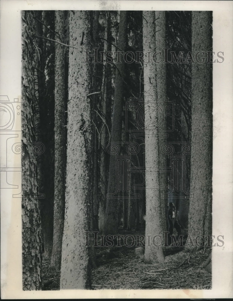 1946 Press Photo Engelmann spruce trees in Colorado are being killed by beetles - Historic Images