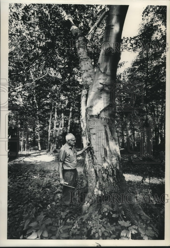 1964, Milwaukee botanical supervisor Milton Kral examines beech tree - Historic Images