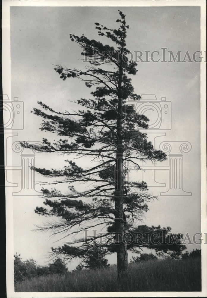 1966 Press Photo A lonesome pine in the Blue Ridge Mountains of Virginia-Historic Images