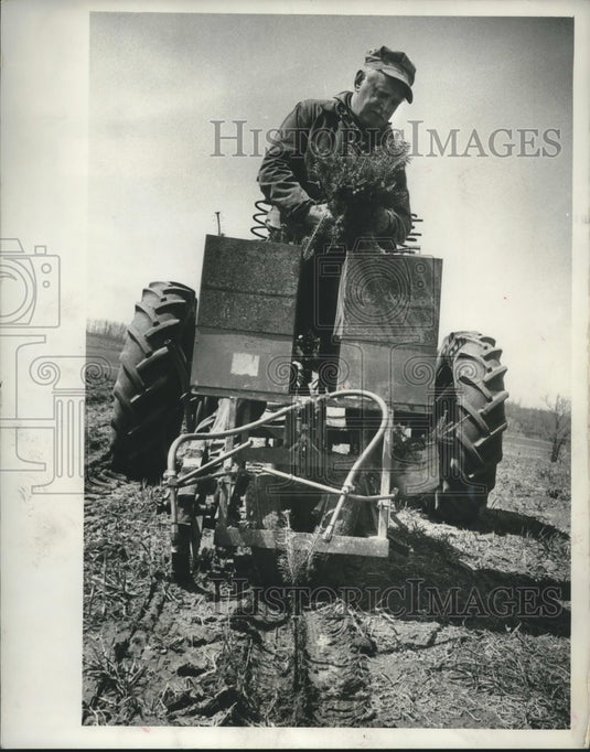 1967, Stanley Gatches of Waupaca, Wisconsin, plants Christmas trees - Historic Images