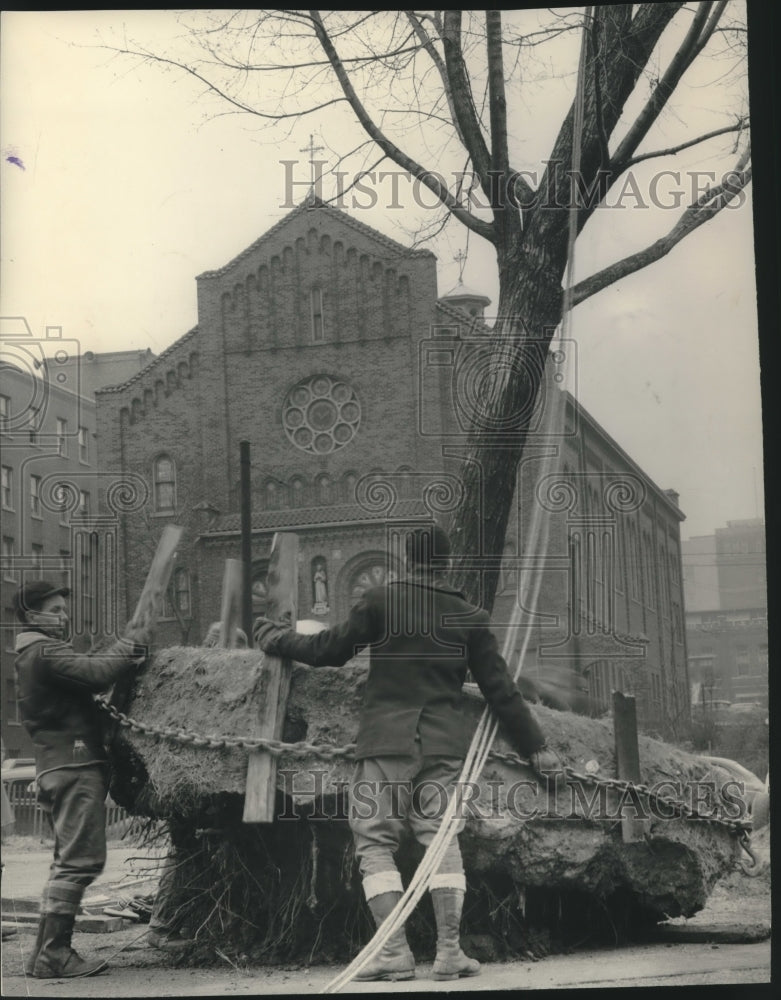 1950 Workers transplant tree from Milwaukee parks to courthouse park - Historic Images