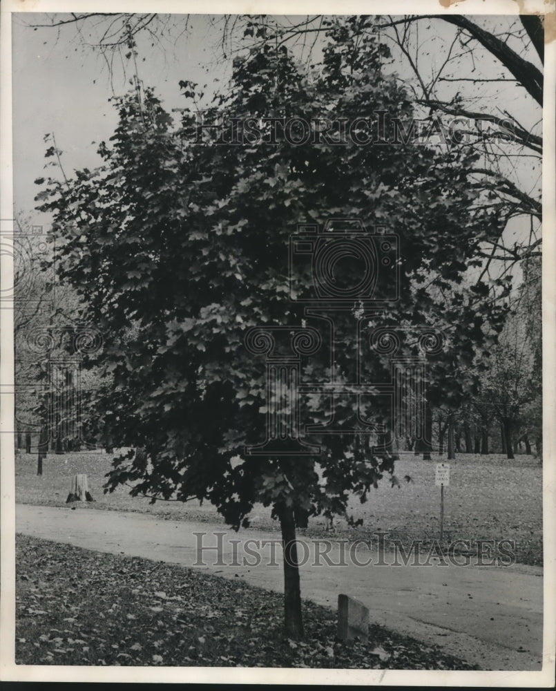 1951 Press Photo Maple Tree - mjc10541 - Historic Images