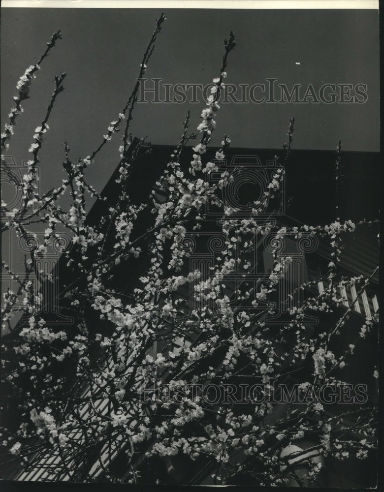1941, Apricot blossom fruit trees - mjc10550 - Historic Images