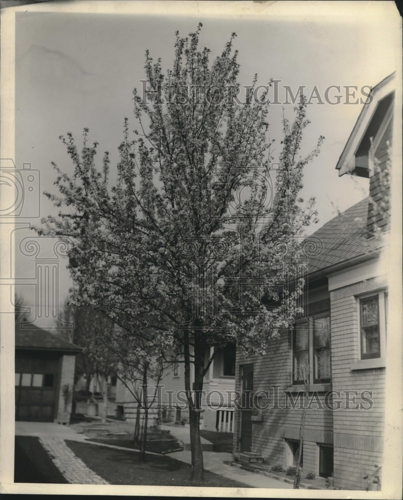 1945, Plum trees - mjc10551 - Historic Images