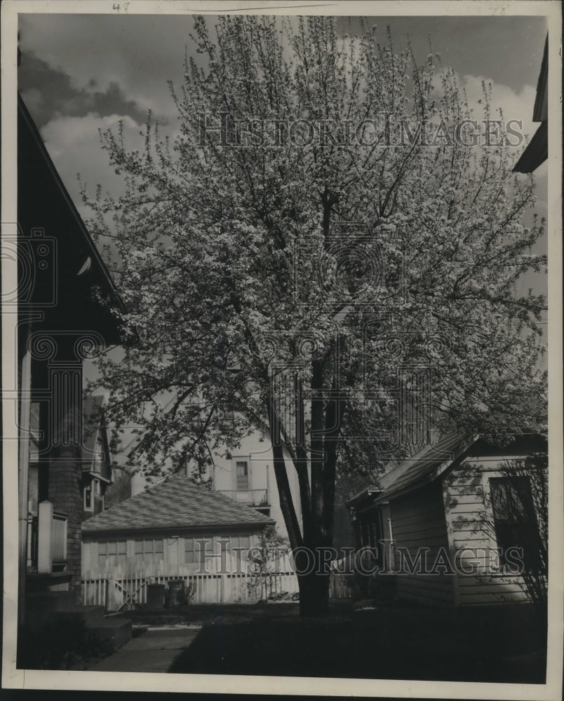 1945, Pear Trees, Grant Boulevard - mjc10552 - Historic Images