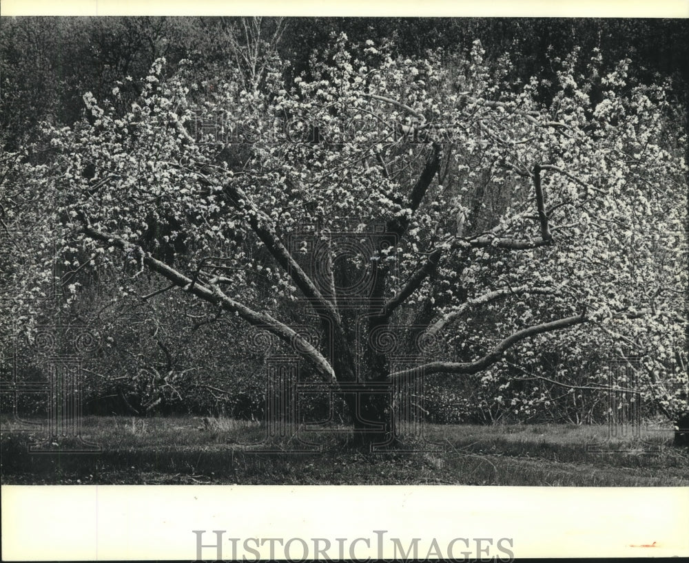 1981 Press Photo Apple blossom tree at Gays Mills in Wisconsin. - mjc10756 - Historic Images