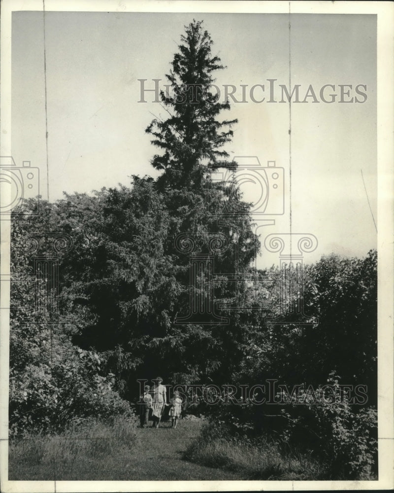 1941, Family stands beside 90 foot Norway Spruce Tree - mjc10933 - Historic Images