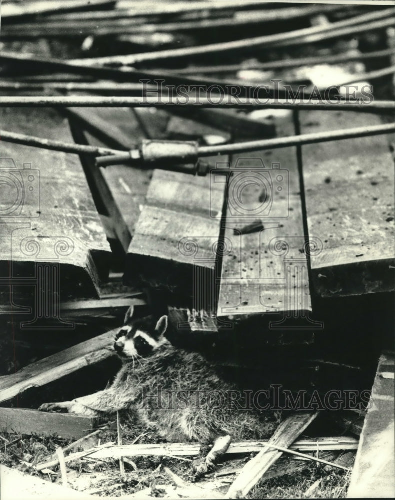 1989 Press Photo Mother raccoon found amid debris in Thienville, Wisconsin - Historic Images