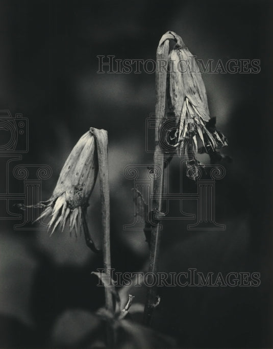 1985, These Marigolds lack moisture due to the summer heat - Historic Images
