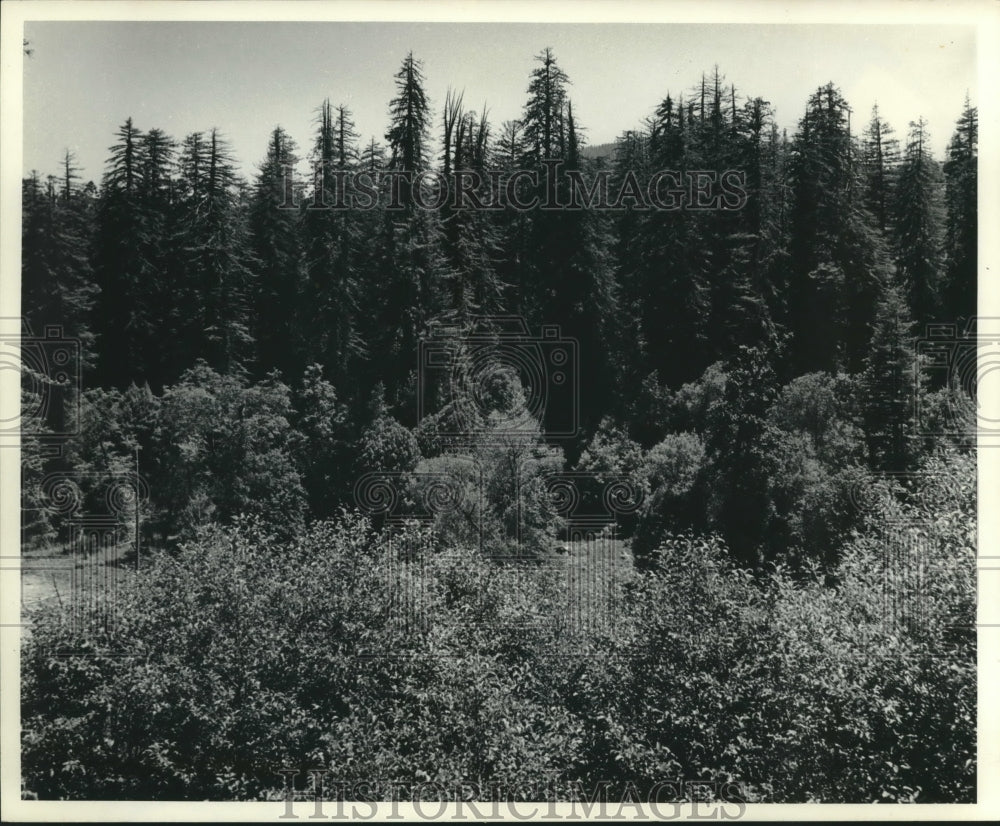 1967 Press Photo Tallest Redwoods in Tall Trees Area Preserved by Owner - Historic Images