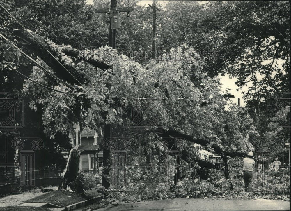 1984 Press Photo Workers remove tree from power lines, Waukesha, Wisconsin - Historic Images