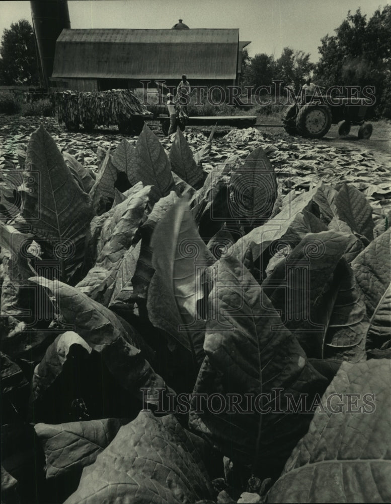1986, Tobacco growing on Verne Jenson farm, Edgerton, Wisconsin. - Historic Images