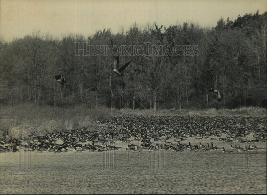 1987 Press Photo Canadian geese at Theresa Marsh in Wisconsin - mjc11870 - Historic Images