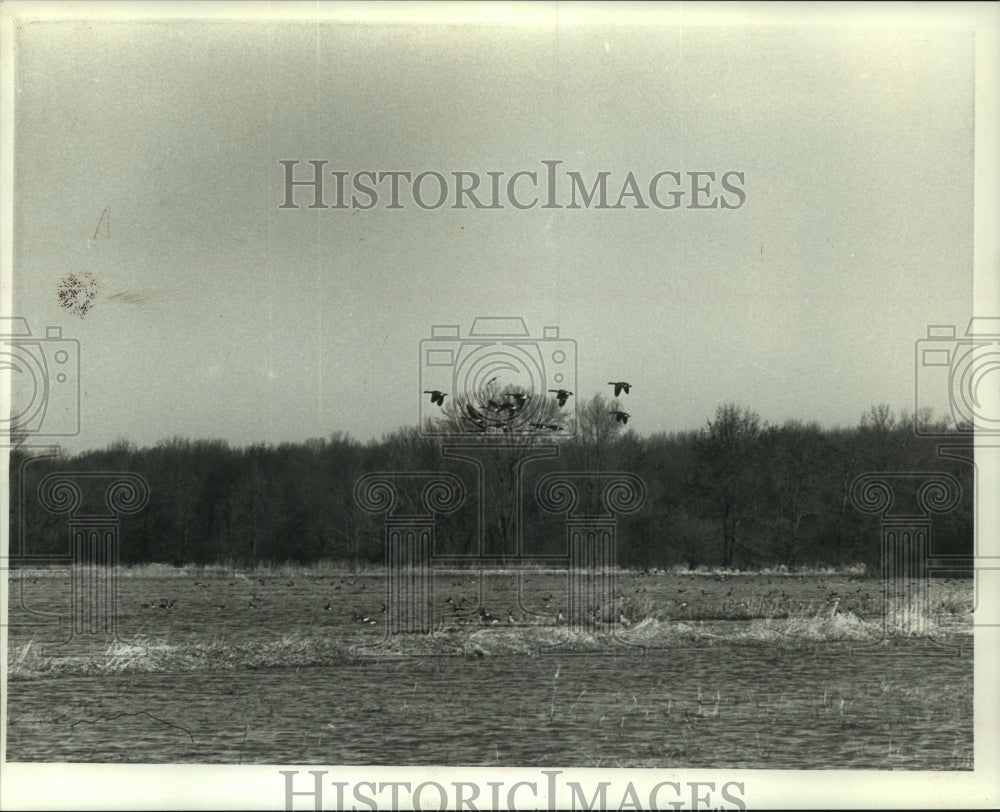 1990, Flocks of Canada geese were seen in many parts of Wisconsin - Historic Images