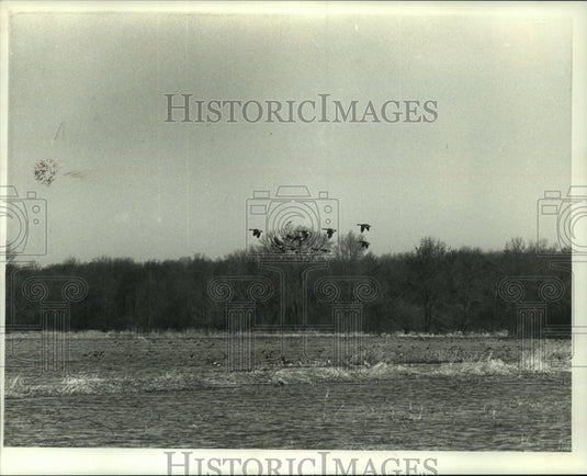 1990, Flocks of Canada geese were seen in many parts of Wisconsin - Historic Images