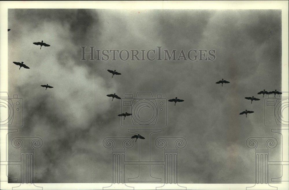 1990 Press Photo Canada geese entertain bird watchers over Theresa Marsh - Historic Images