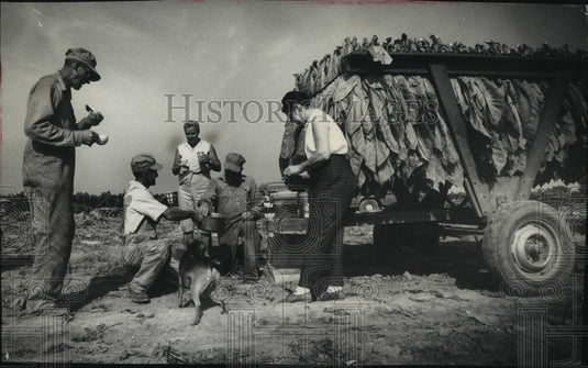 1963 Press Photo Workers on the Thomas Houfe farm near Edgerton harvest tobacco - Historic Images