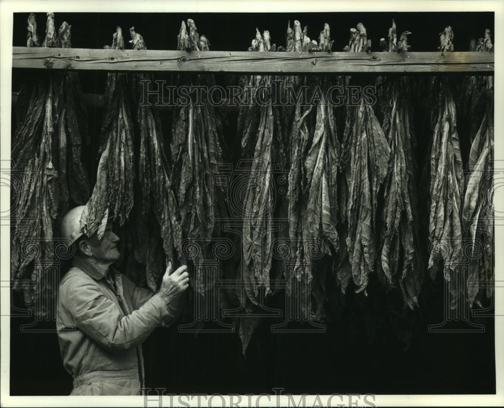 1993 Marty Overdeck checks the dryness of his tobacco near Edgerton - Historic Images