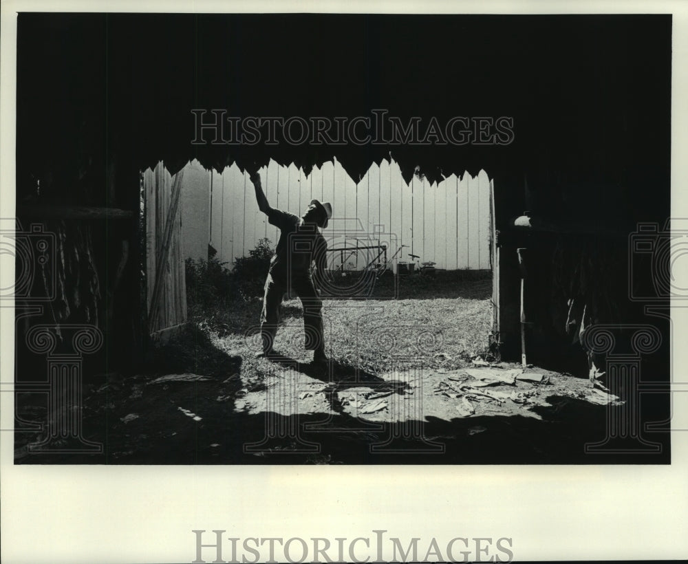 1977 Tobacco stalks in Wisconsin are speared on poles &amp; hung to cure - Historic Images