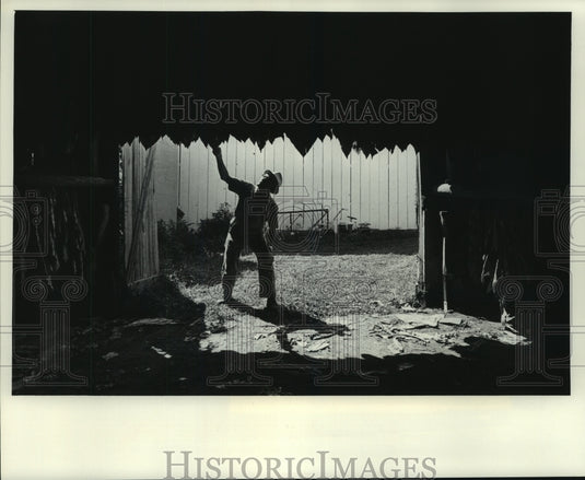 1977 Tobacco stalks in Wisconsin are speared on poles & hung to cure - Historic Images