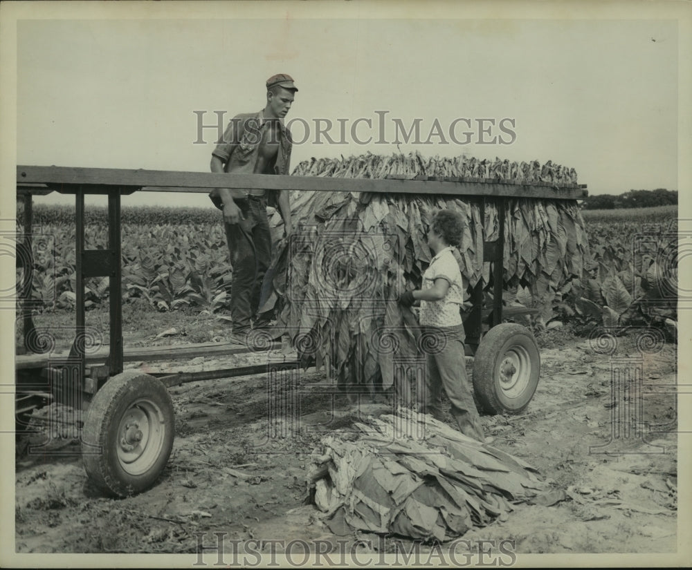 1981, Mary Olson and Larry Sahr gather tobacco leaves, Edgerton - Historic Images