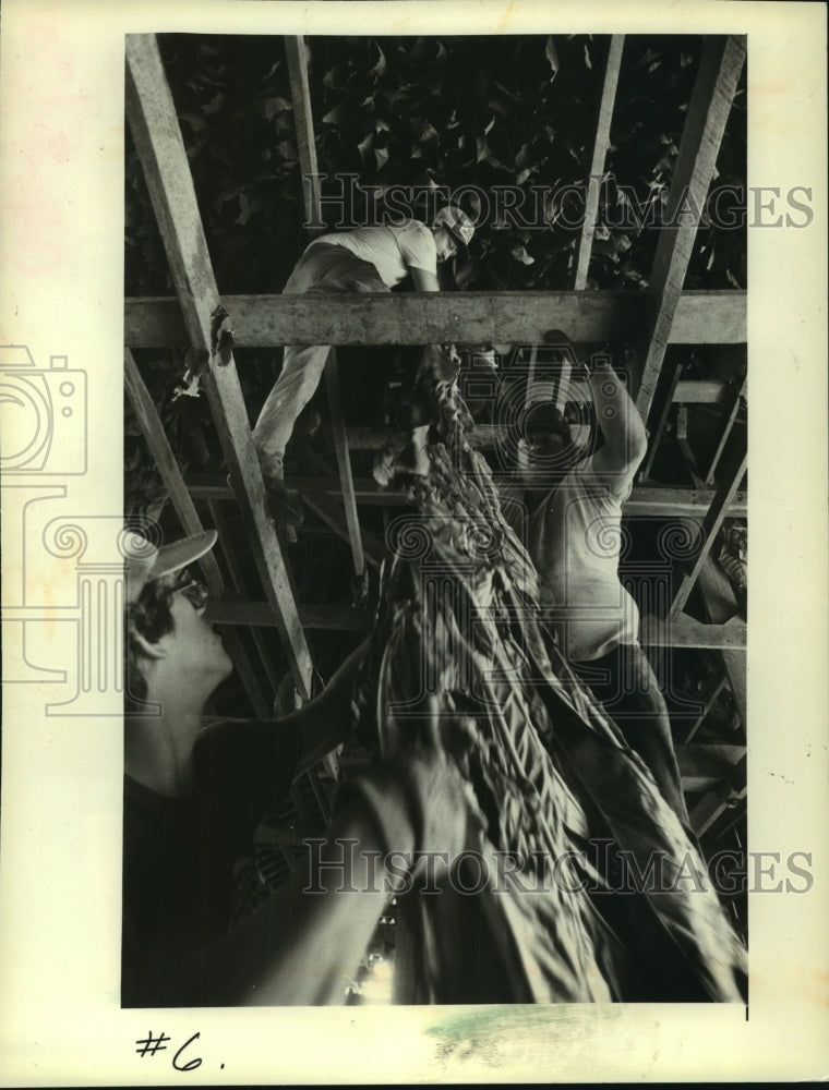 1982, In a Wisconsin tobacco barn, leaves are strung to dry properly - Historic Images