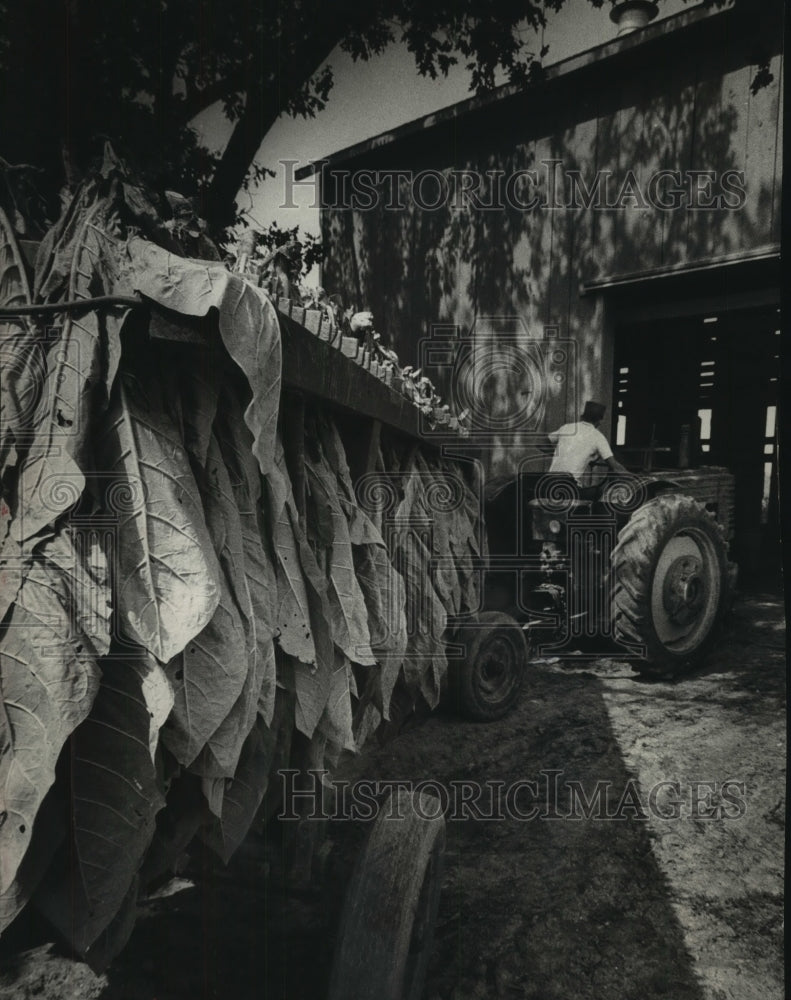 1969 Press Photo Larry Stone hauled racks of tobacco leaves in rural Edgerton - Historic Images